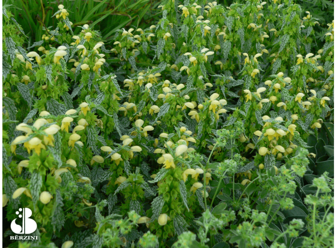 Lamium galeobdolon   'Florentinum'